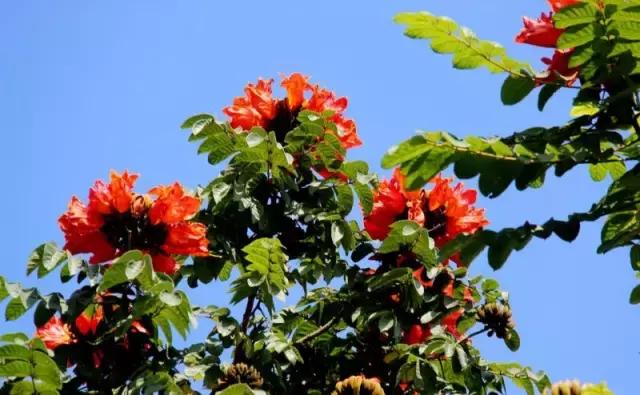 梦幻海南，阳光沙滩椰风海韵之旅